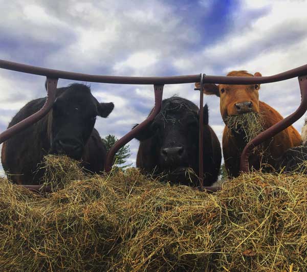 Stargrazer Farm grass-fed beef cattle