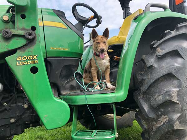 Stargrazer Farm tractor Fernie cattle dog