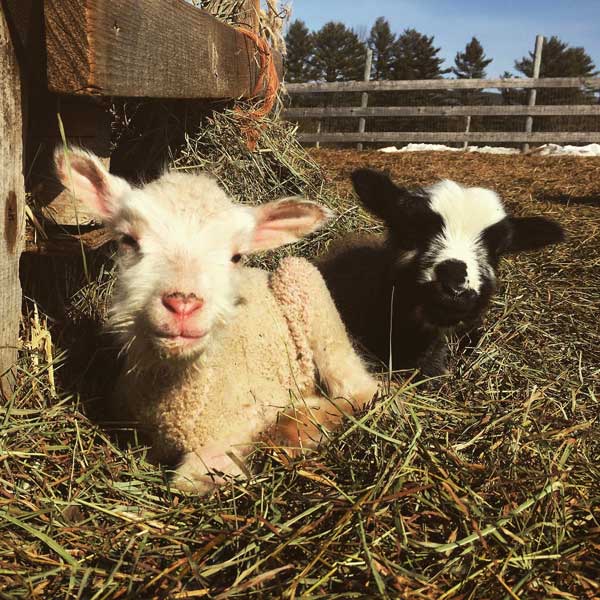 Stargrazer Farm Romney Fin sheep lamb