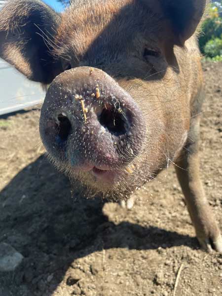 Stargrazer Farm pig snout